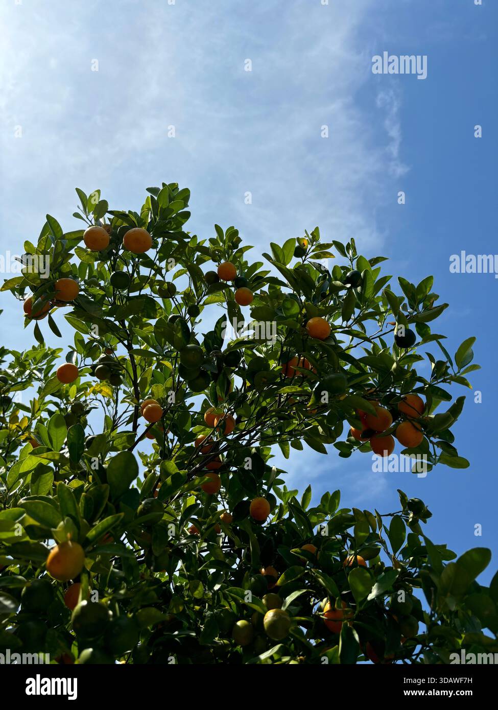 Beautiful, varied photographs are waiting for their users - Smartphone Captured Stock Image