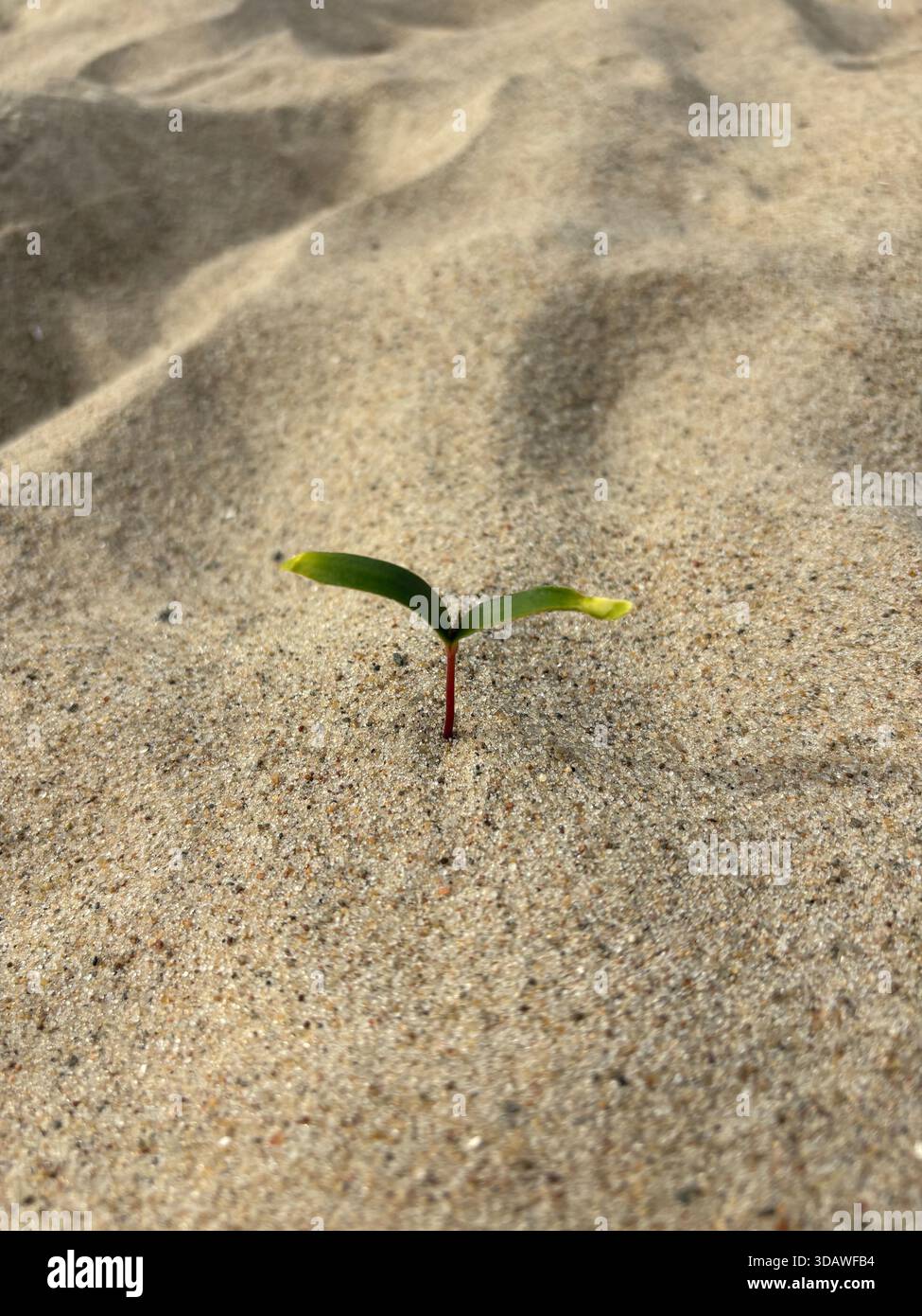 Beautiful, varied photographs are waiting for their users - Smartphone Captured Stock Image
