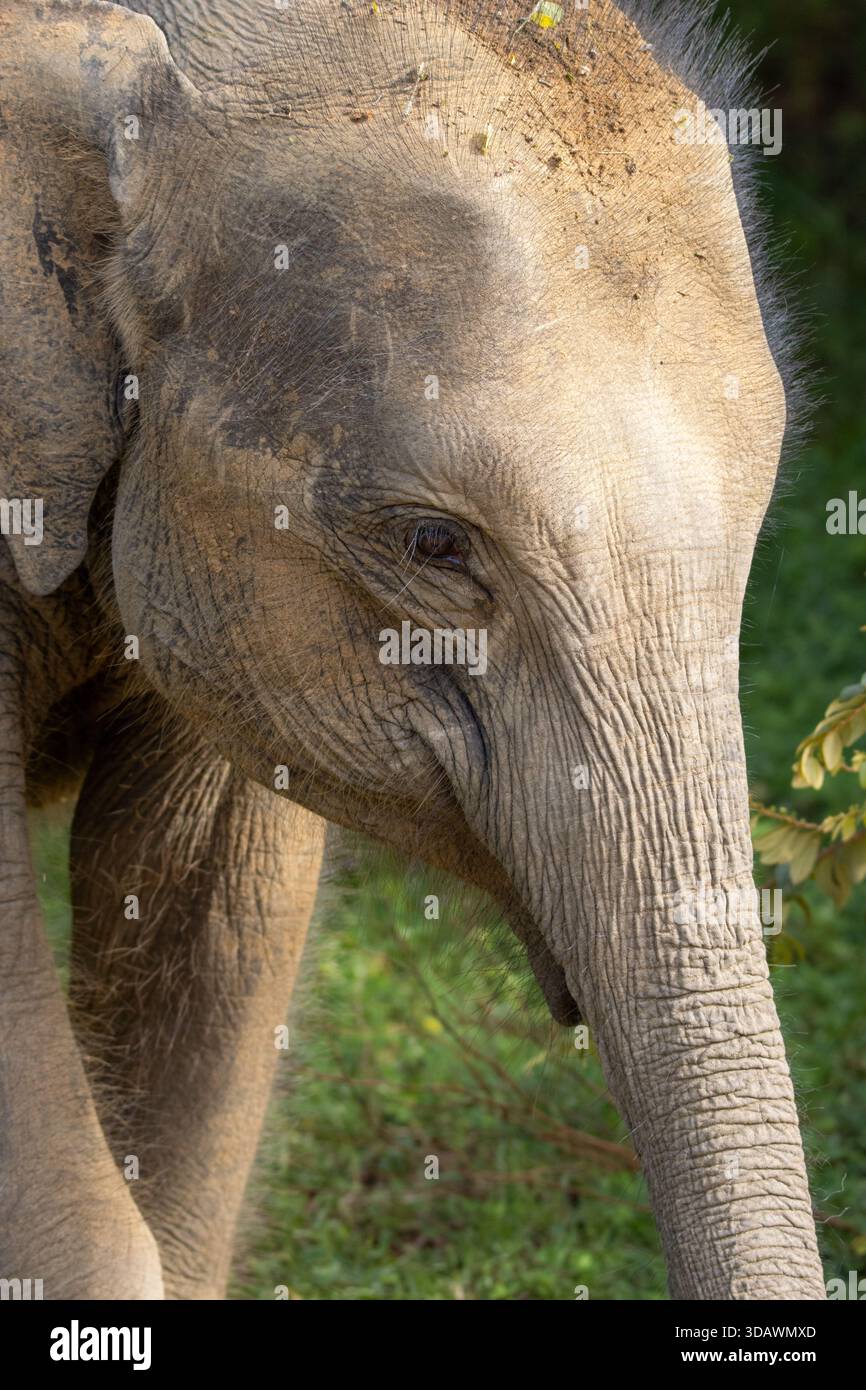 Trunk Head head and trunk of a Sri Lankan elephant (Elephas maximus maximus) in ...