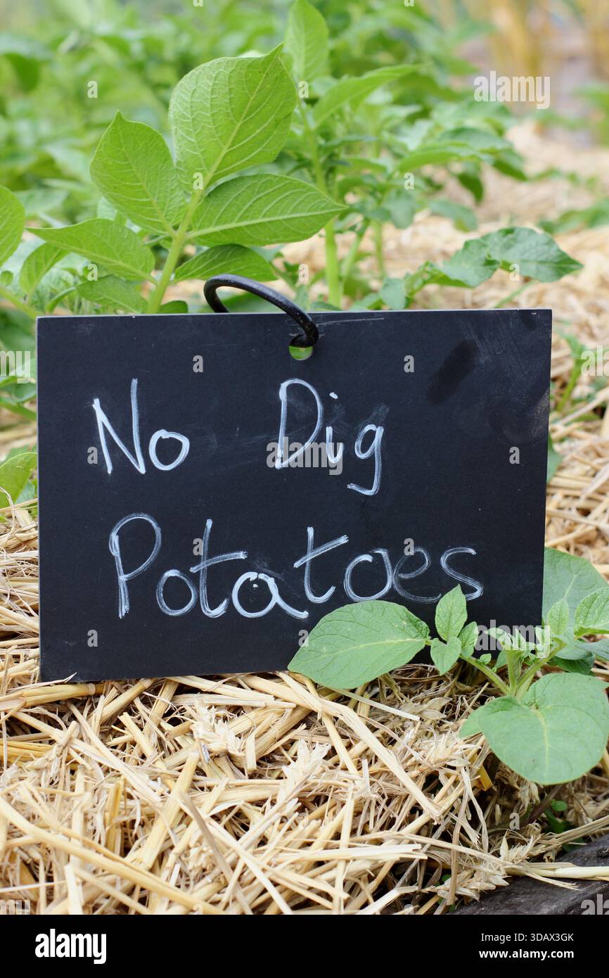 No dig potatoes sign. Growing maincrop potatoes Sapo mira, using the no dig gardening technique of layering with straw mulch. Stock Photo