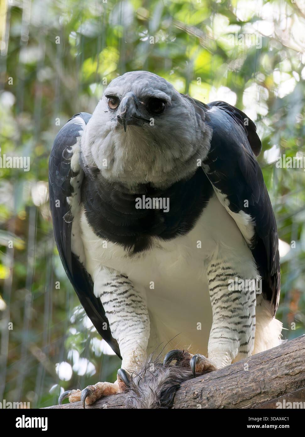 Harpyie hi-res stock photography and images - Alamy, image size:971x1390