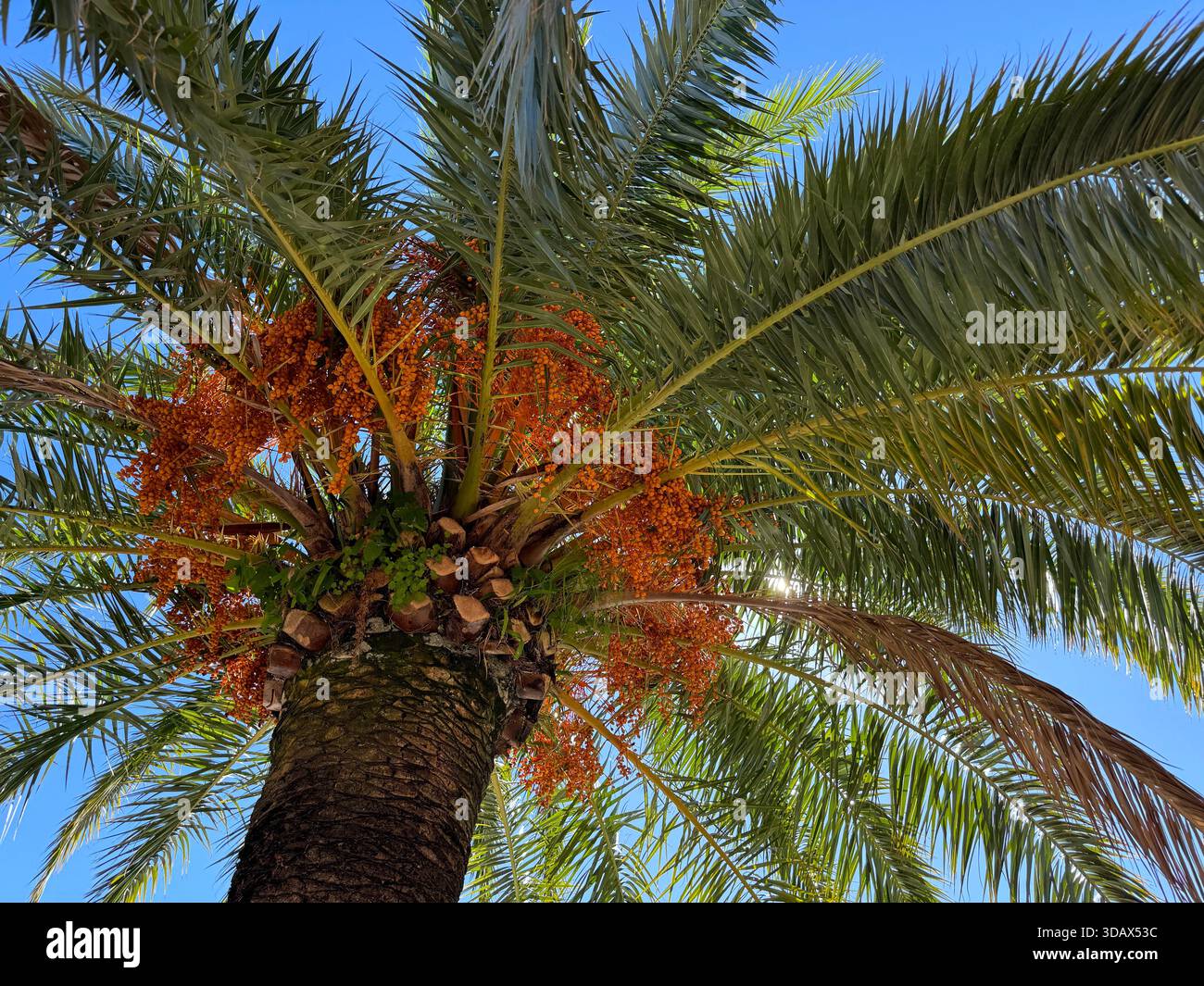Date Palm tree Phoenix dactylifera Stock Photo