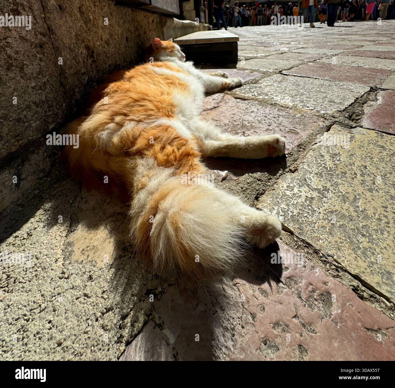 Fluffy ginger cat sleeping on pavement in Kotor Stock Photo