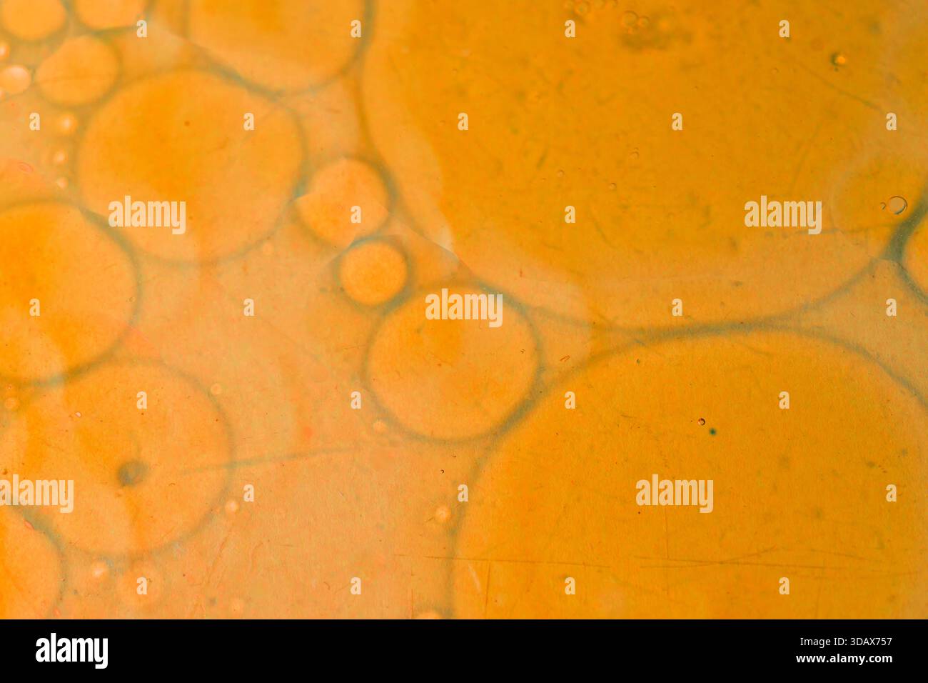 Abstract macro texture of orange oil bubbles floating on water, forming ...