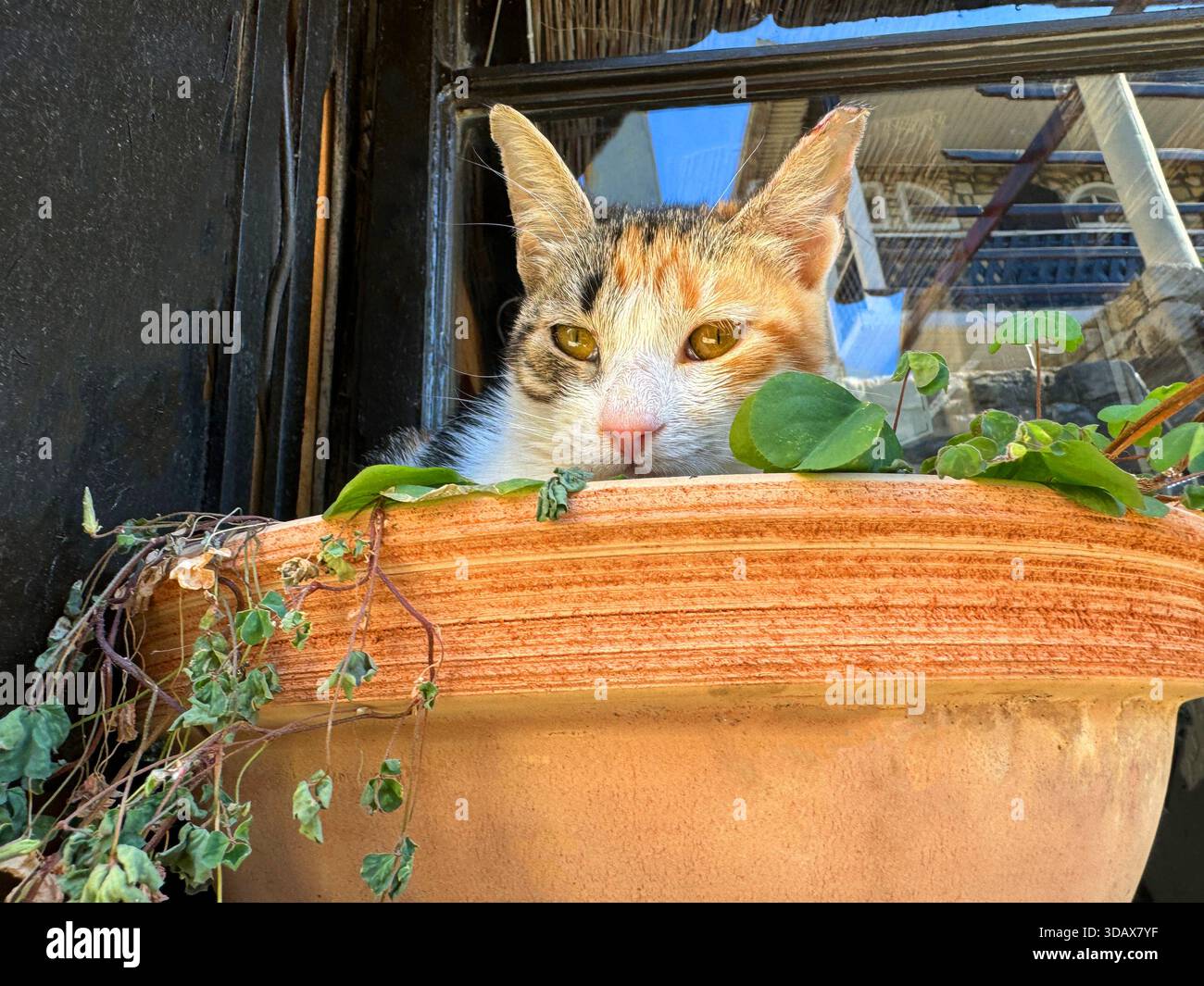Cat sits in flower pot Stock Photo