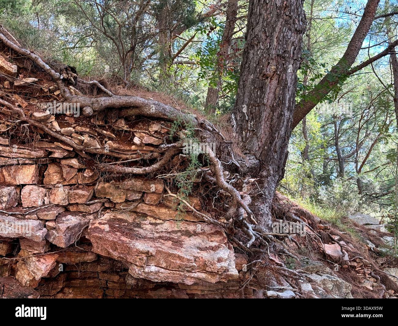 Tree roots in layered rock Stock Photo - Alamy