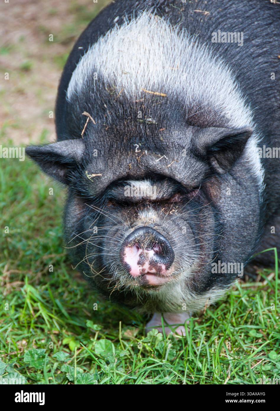 Black pig zoo hi-res stock photography and images - Alamy