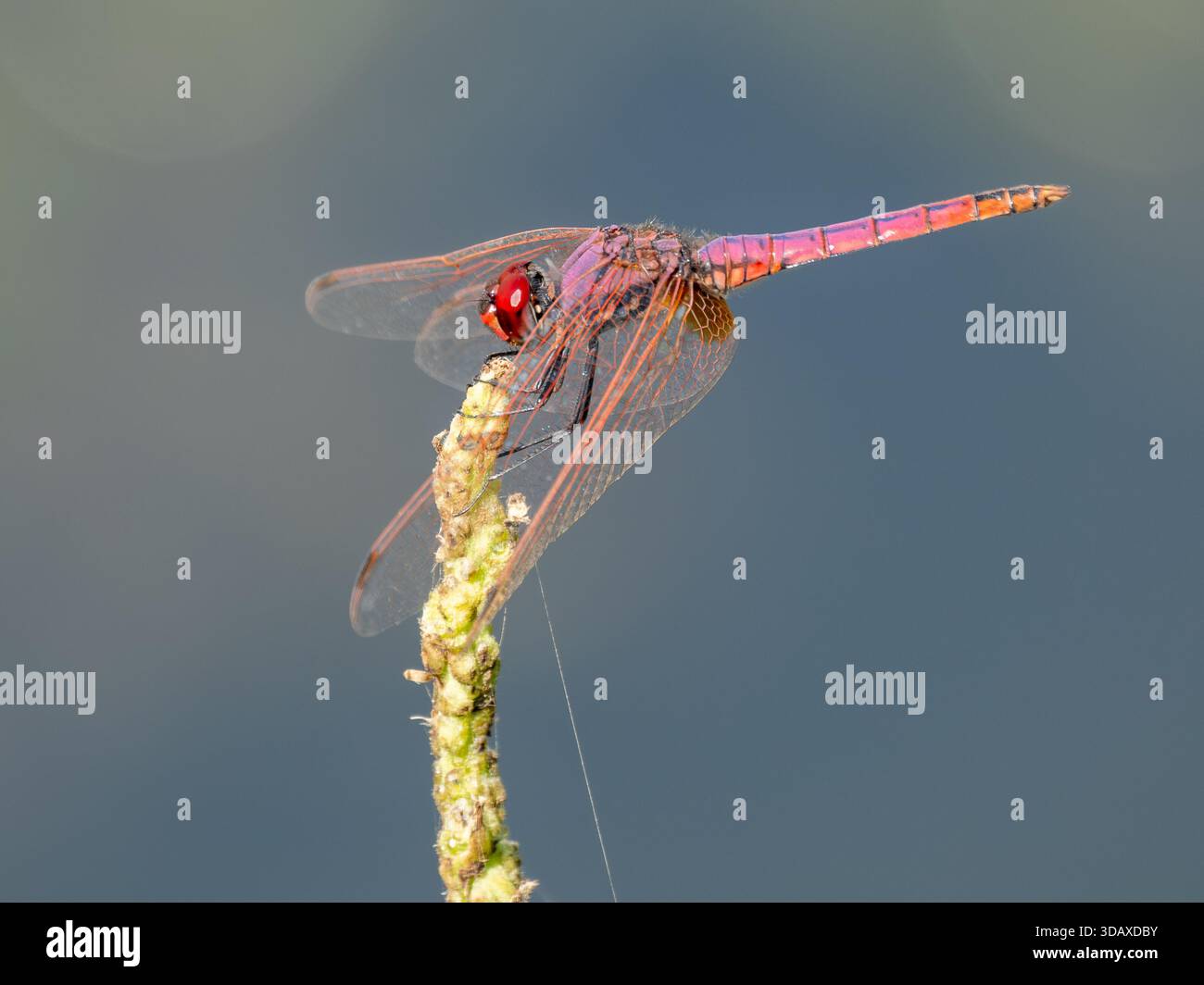 Violet dropwing dragonfly (Trithemis annulata) perched on a plant stem, Qursaya Island, Cairo, Egypt Stock Photo