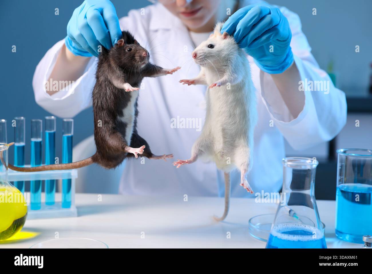 Scientific Lab Rats Scientist working rats white hi-res stock photography and images - Alamy