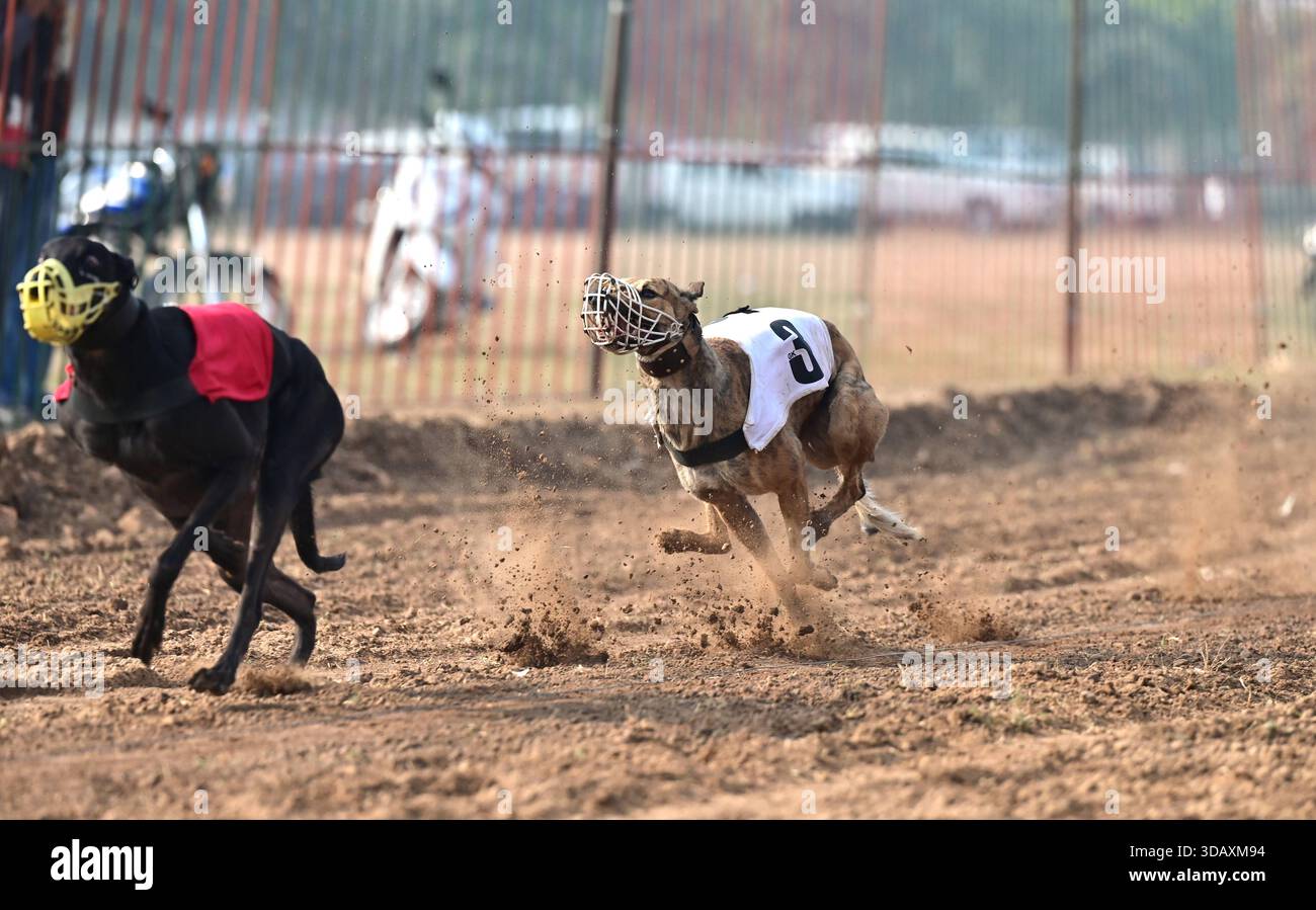 CHANDIGARH, INDIA - DECEMBER 11: Dogs take part in a traditional racing ...