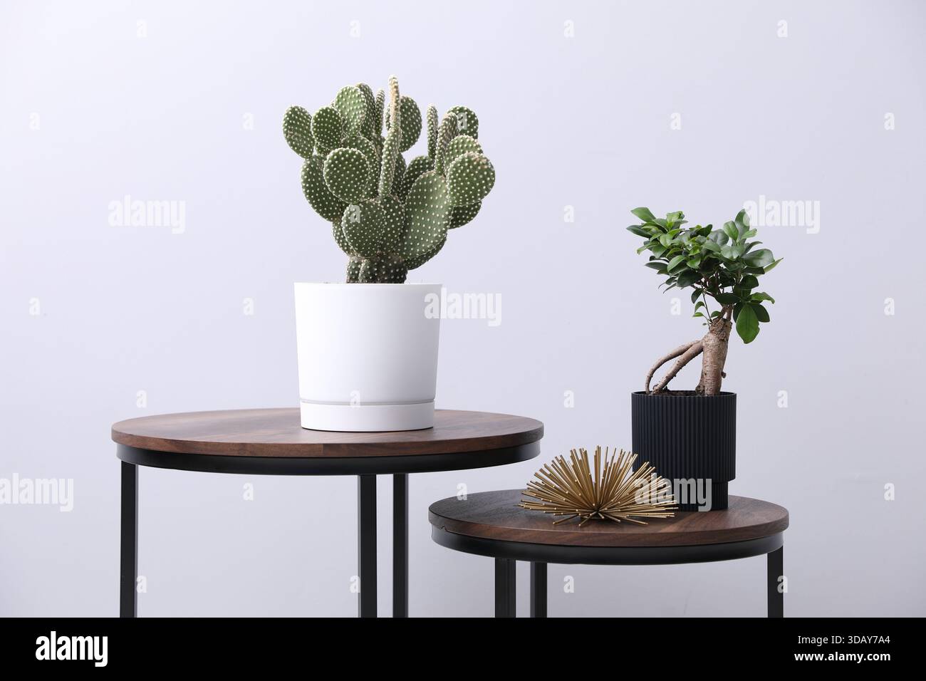 Bonsai cactus hi-res stock photography and images - Alamy