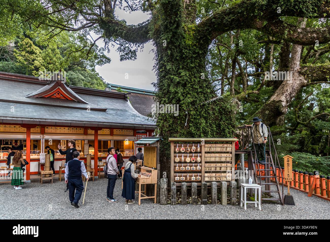 Ema, small wooden plaques inscribed with personal wishes, hang beneath a sacred camphor tree at Kumano Nachi Taisha shrine in Nachikatsuura, Wakayama Prefecture, Japan. Visitors also buy omamori lucky charms at the shrine. Stock Photo