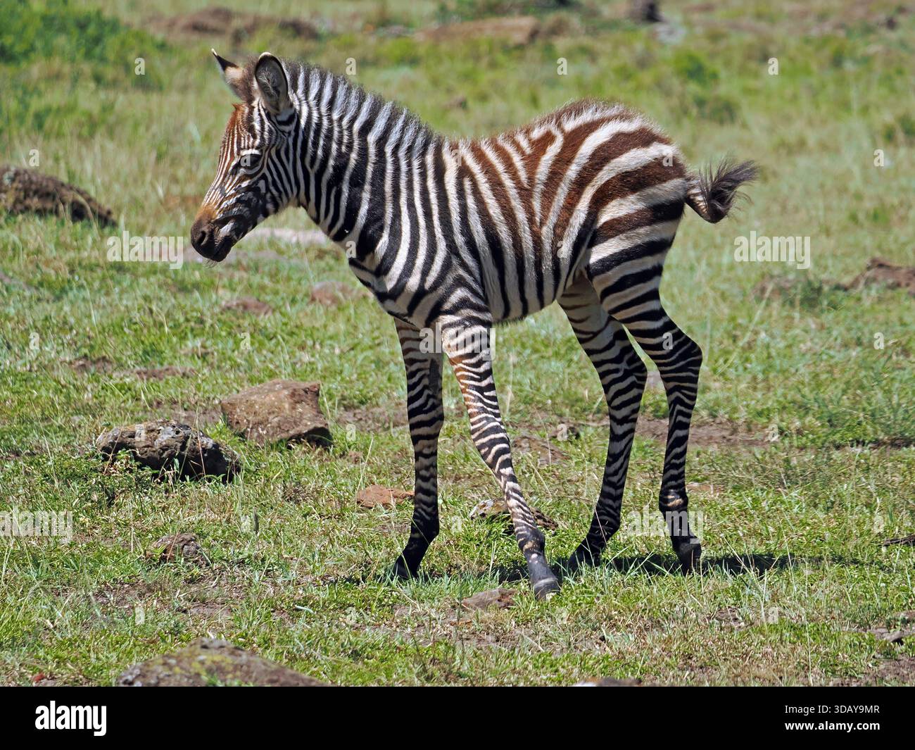 Grants zebra masai mara kenya hi-res stock photography and images - Alamy