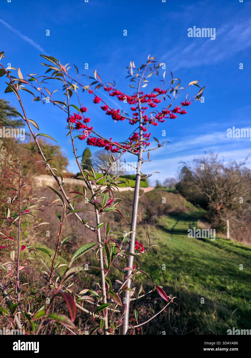 Young Tree with Red Berries in Peaceful Cotswolds Winter Landscape - Smartphone Captured Stock Image