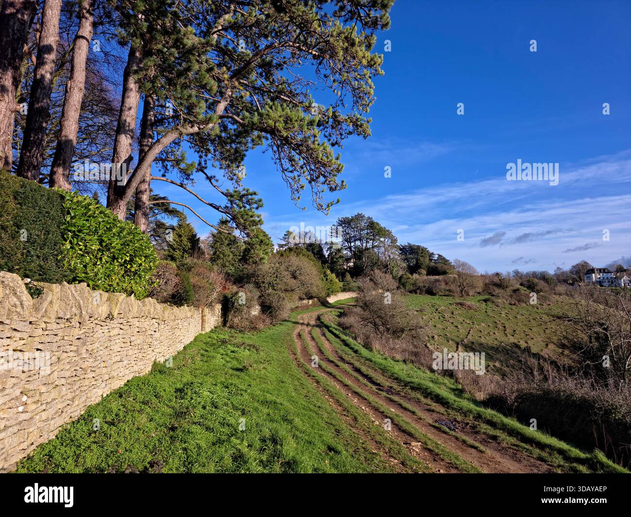 Winding Country Path with Dry Stone Wall and Pine Trees in Cotswolds - Smartphone Captured Stock Image