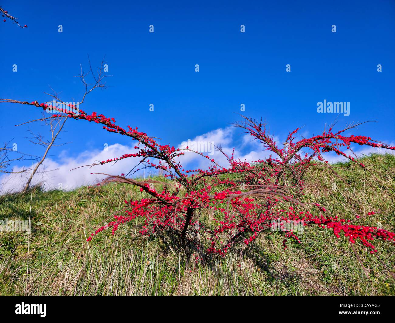Red Berry Bush on Grassy Hill Against Blue Winter Sky with Clouds - Smartphone Captured Stock Image
