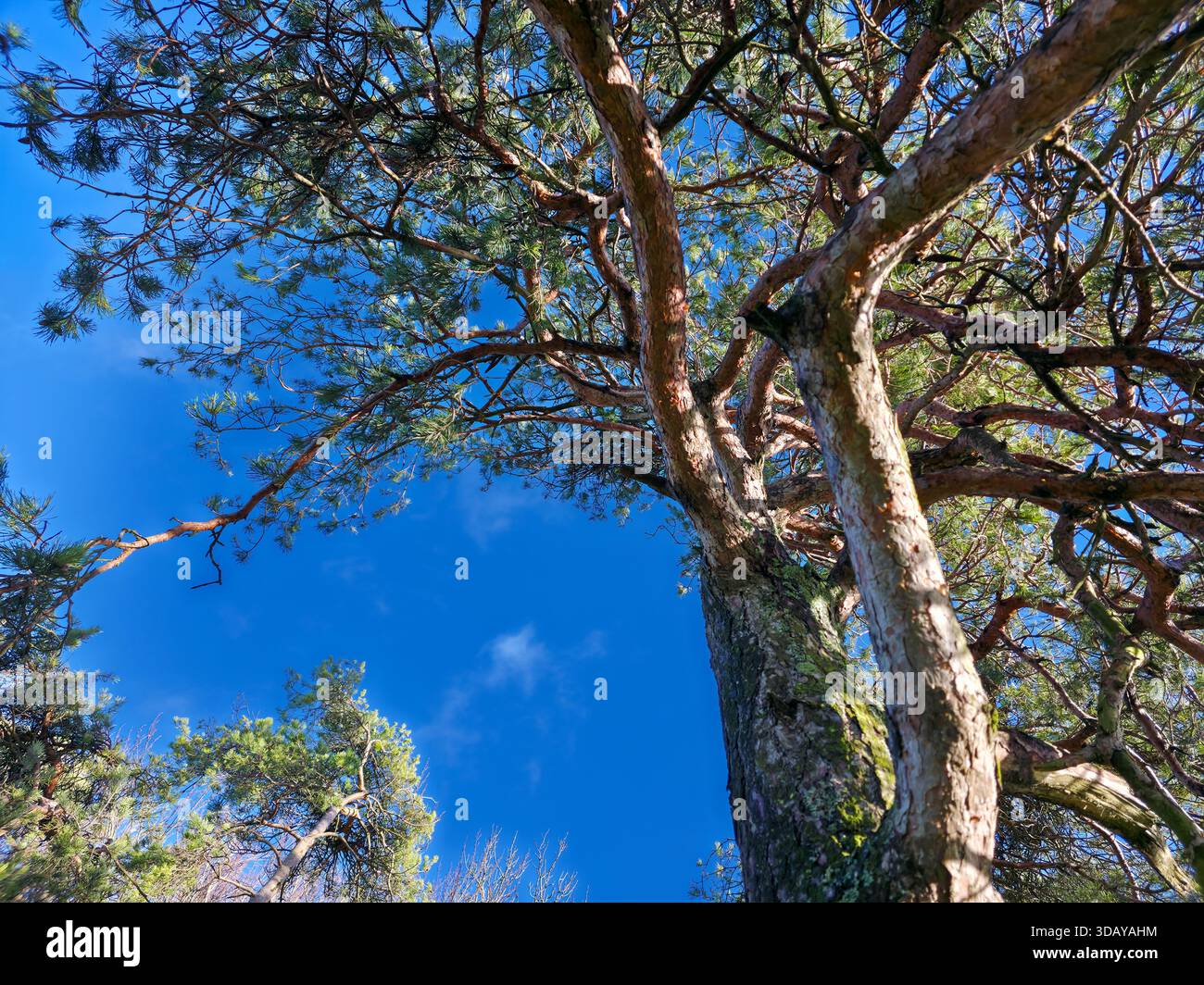 Low Angle View of Twisted Pine Tree Trunks Against Clear Blue Sky - Smartphone Captured Stock Image