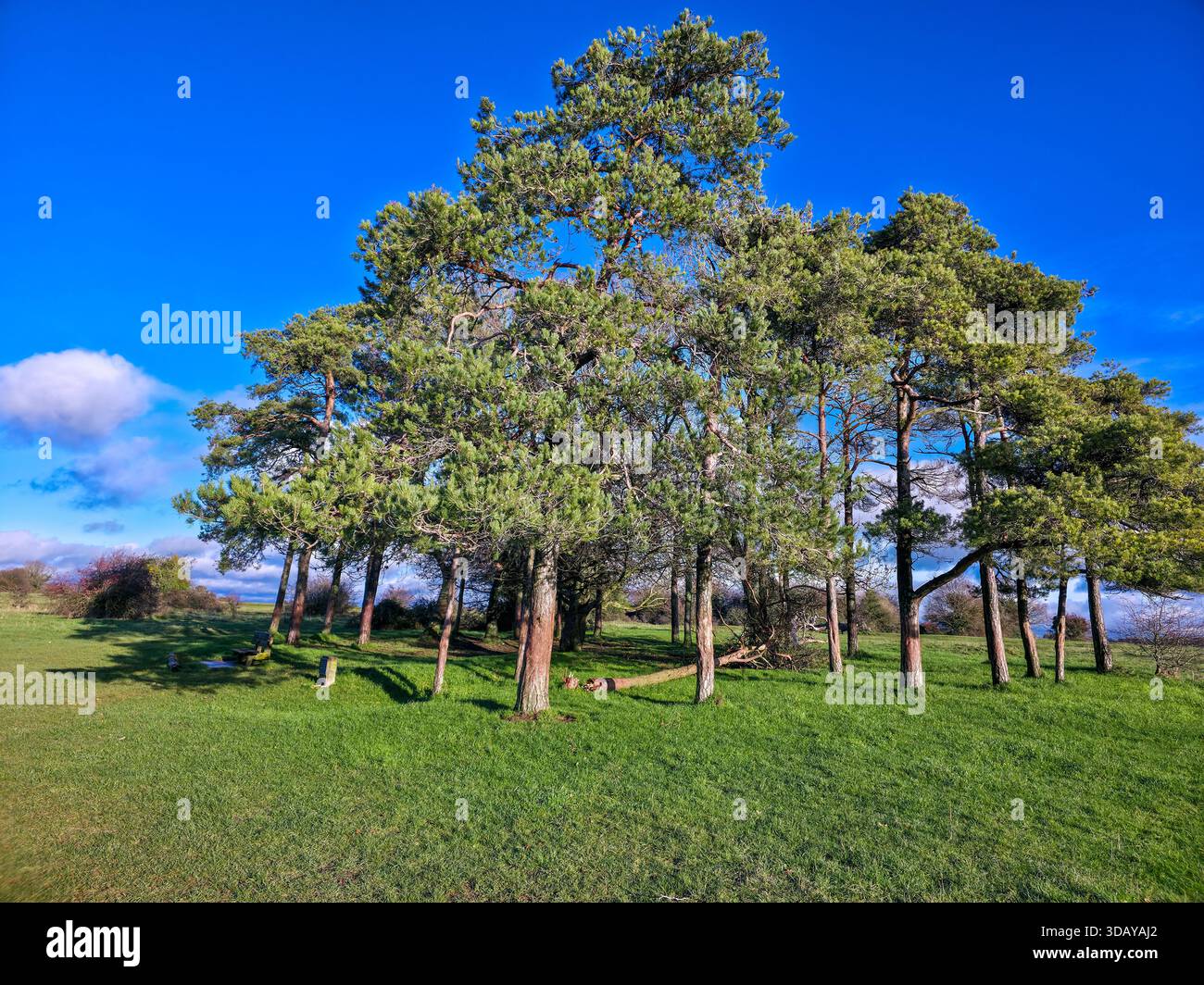 Group of Mature Pine Trees on Grassy Hill under Blue Sky in English Countryside - Smartphone Captured Stock Image