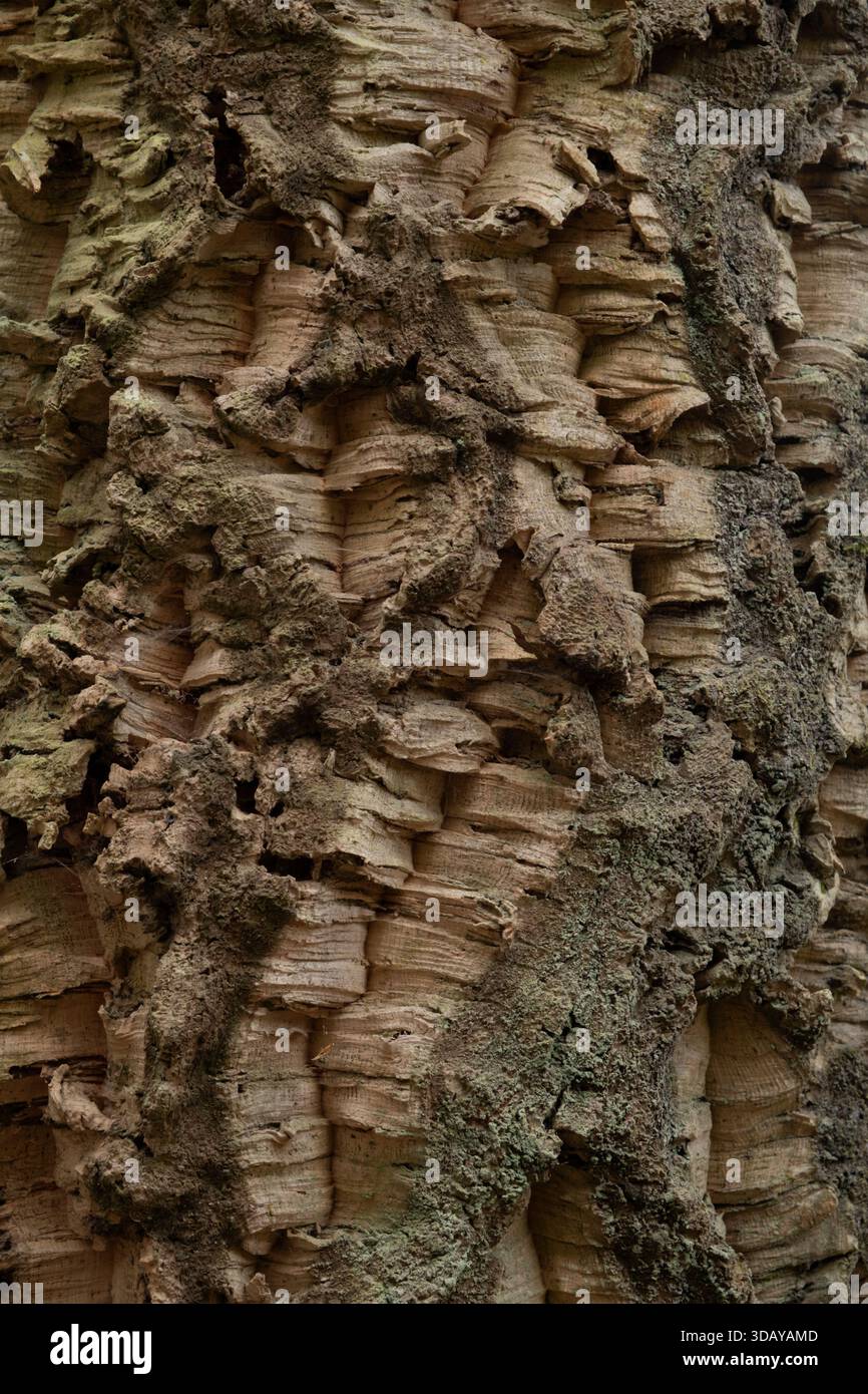 detail-of-vertical-cracks-in-the-quercus-suber-virgin-cork-bark-stock