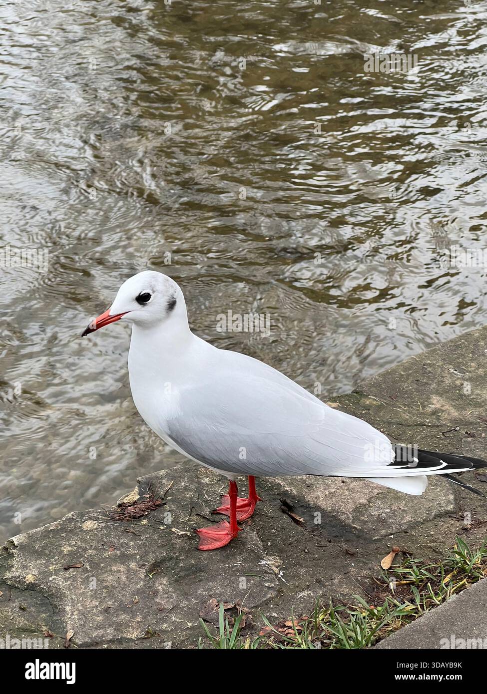 Winter Gull on Stroud River - Smartphone Captured Stock Image