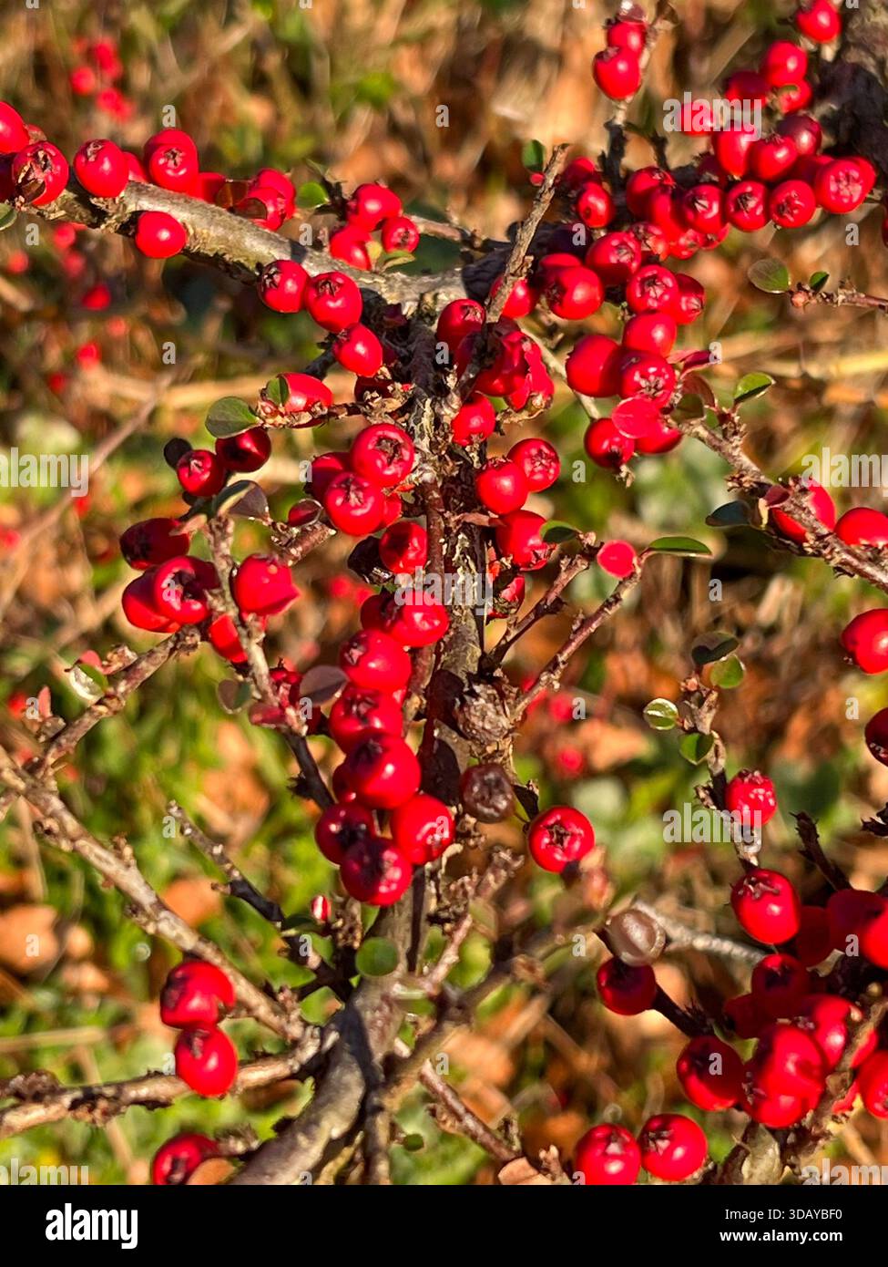 Bright Red Berries on Pyracantha or Cotoneaster Bush in Autumn Winter - Smartphone Captured Stock Image