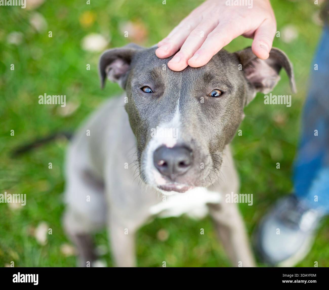 A person petting a gray and white Pit Bull Terrier mixed breed dog on its head Stock Photo