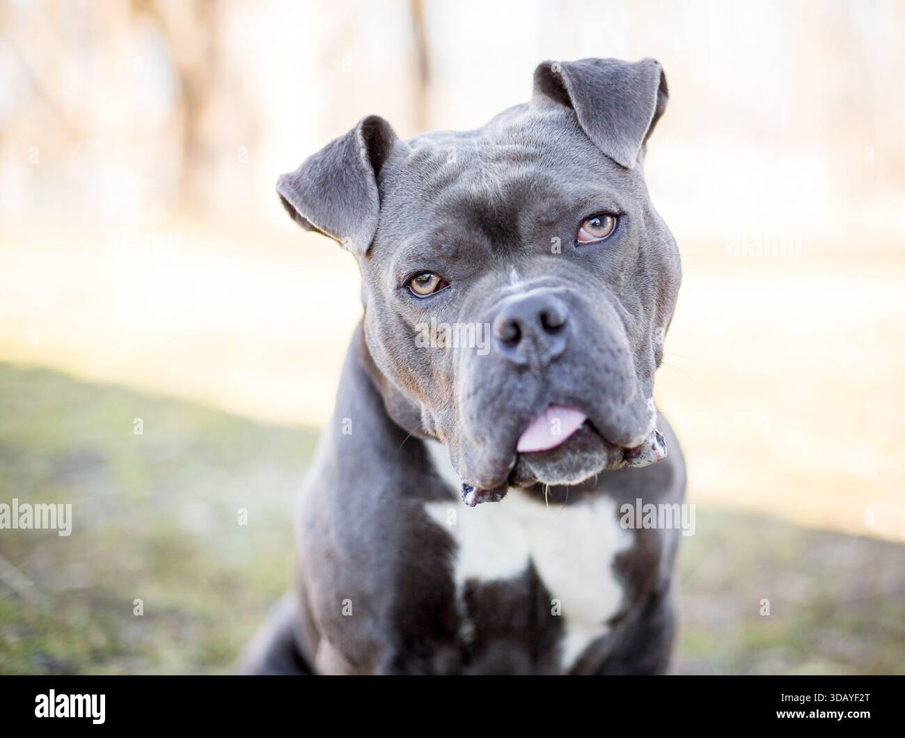 Funny pit bull hi-res stock photography and images - Alamy, image size:1300x1060