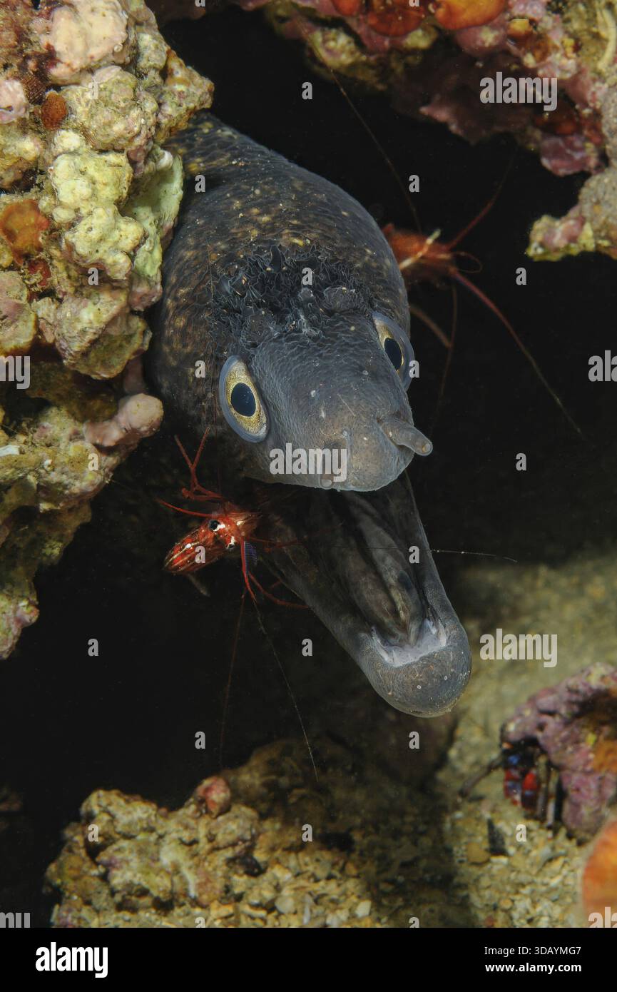 underwater-photo-symbiotic-behaviour-symbiosis-of-mediterranean-moray
