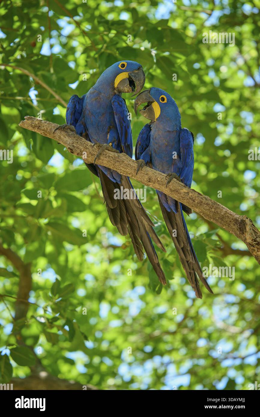 Two blue macaws on a branch amidst green leaves interacting with each ...