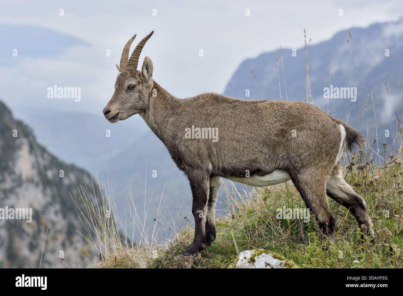 Neuchatel goat hi-res stock photography and images - Alamy