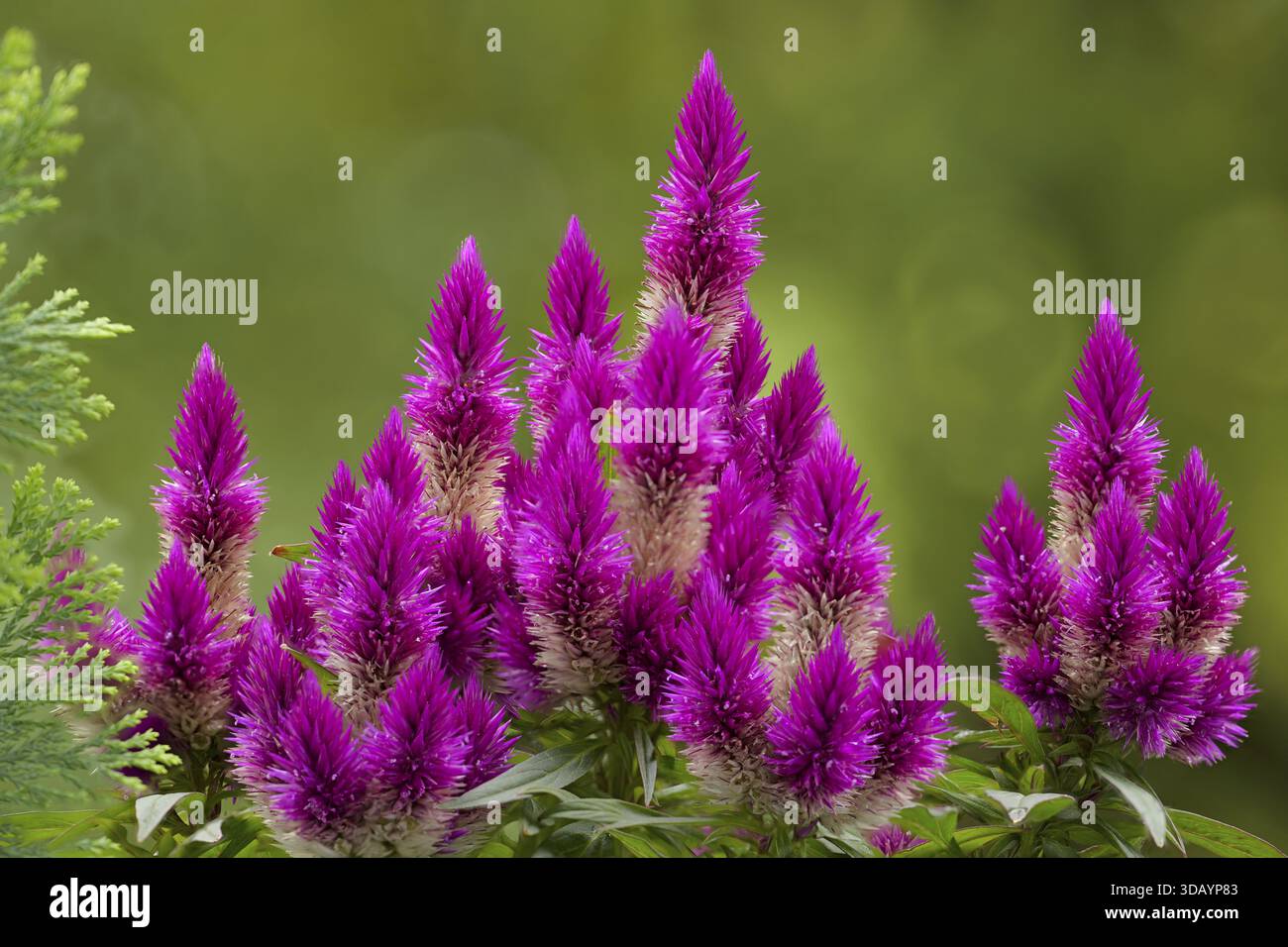 celosia venezuela plant Celosia venezuela – The Garden Corner