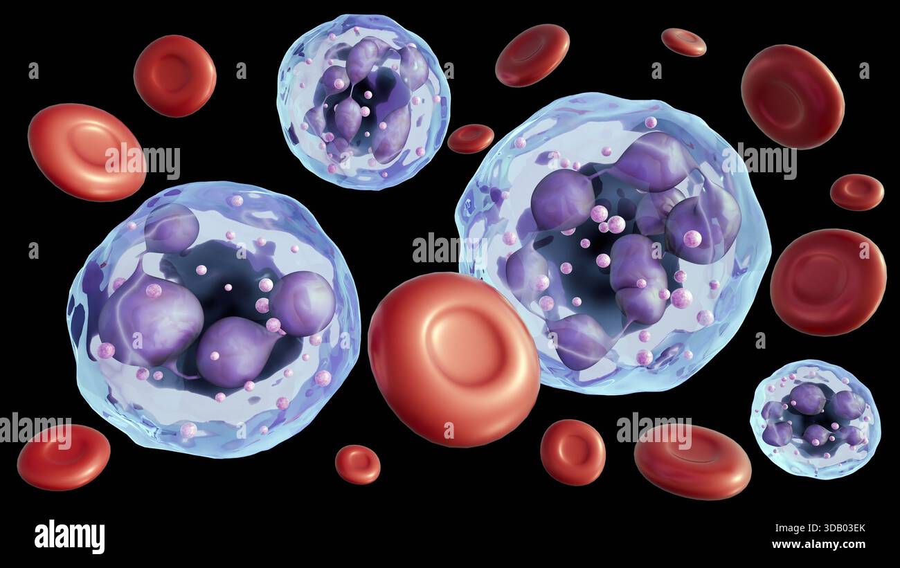 Red blood cells megaloblastic anemia hi-res stock photography and ...
