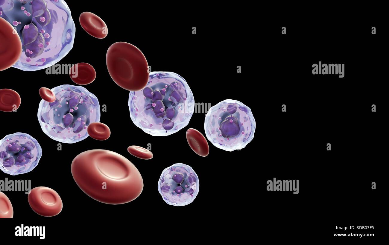 Red blood cells megaloblastic anemia hi-res stock photography and ...