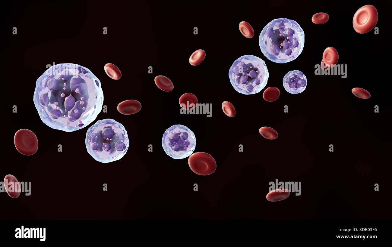 Red blood cells megaloblastic anemia hi-res stock photography and ...