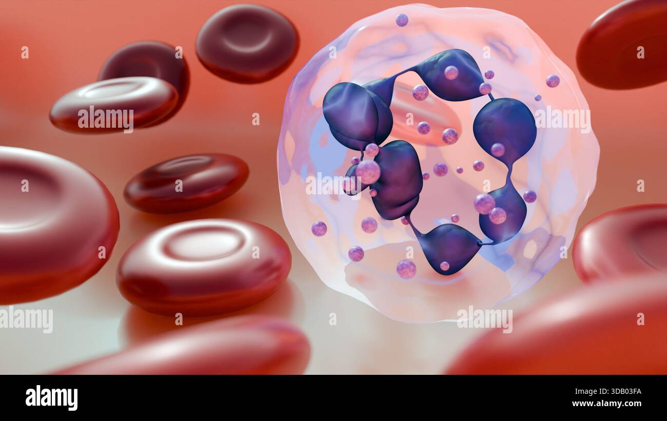 Red blood cells megaloblastic anemia hi-res stock photography and ...