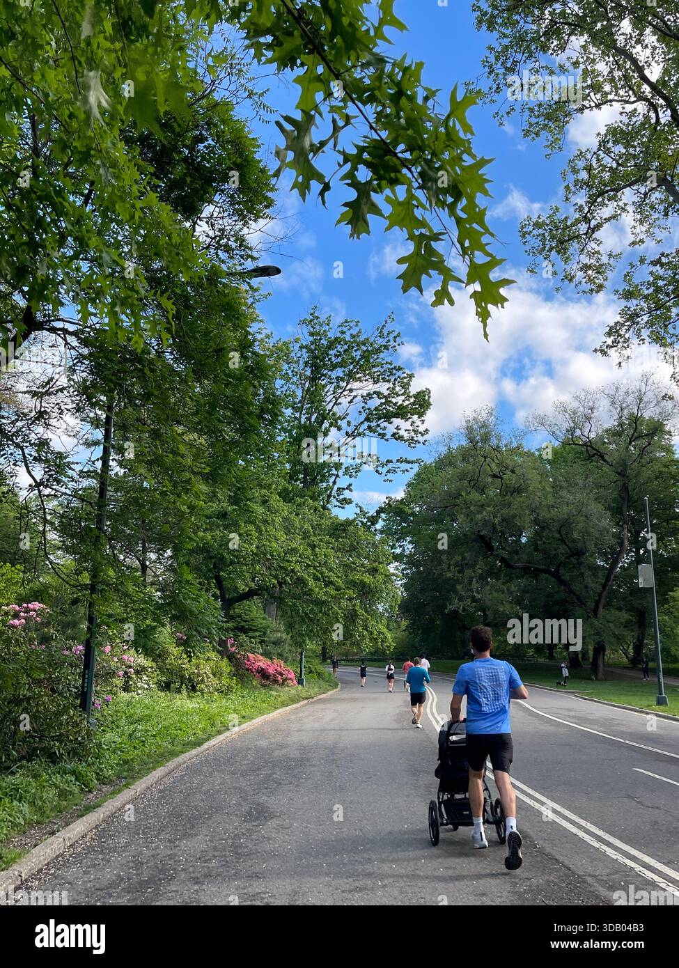 Joggers weaving through Central Park, balancing nature and city life - Smartphone Captured Stock Image