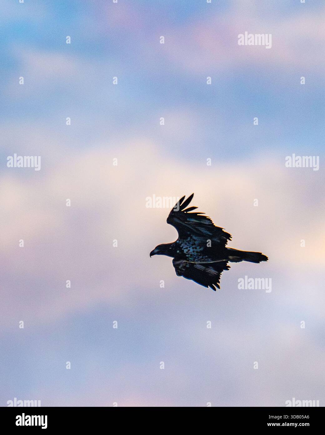 Bald Eagle Haliaeetus leucocephalus flying - raptor / bird of prey in United States Stock Photo
