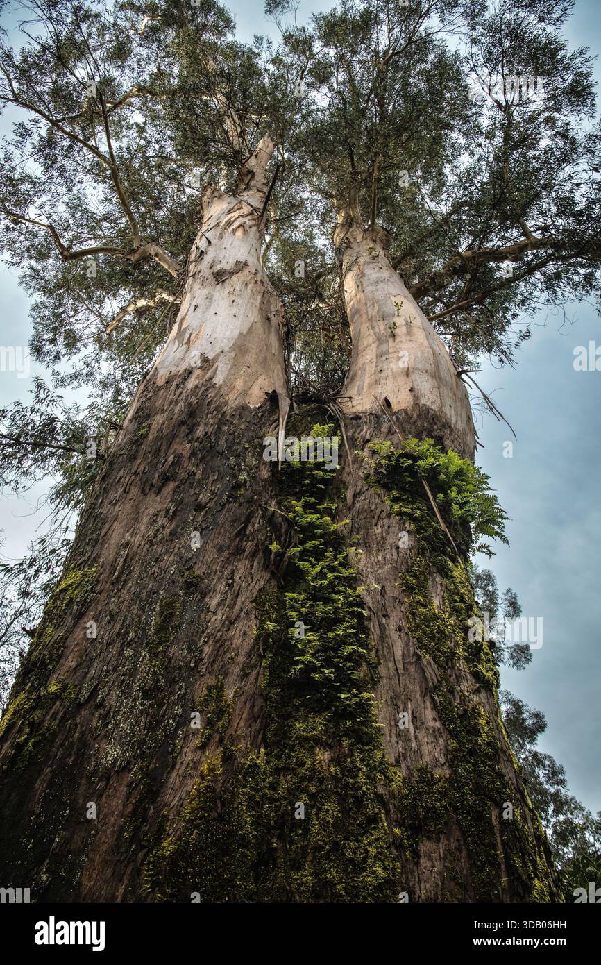Two leaves eucalyptus tree hi-res stock photography and images - Alamy