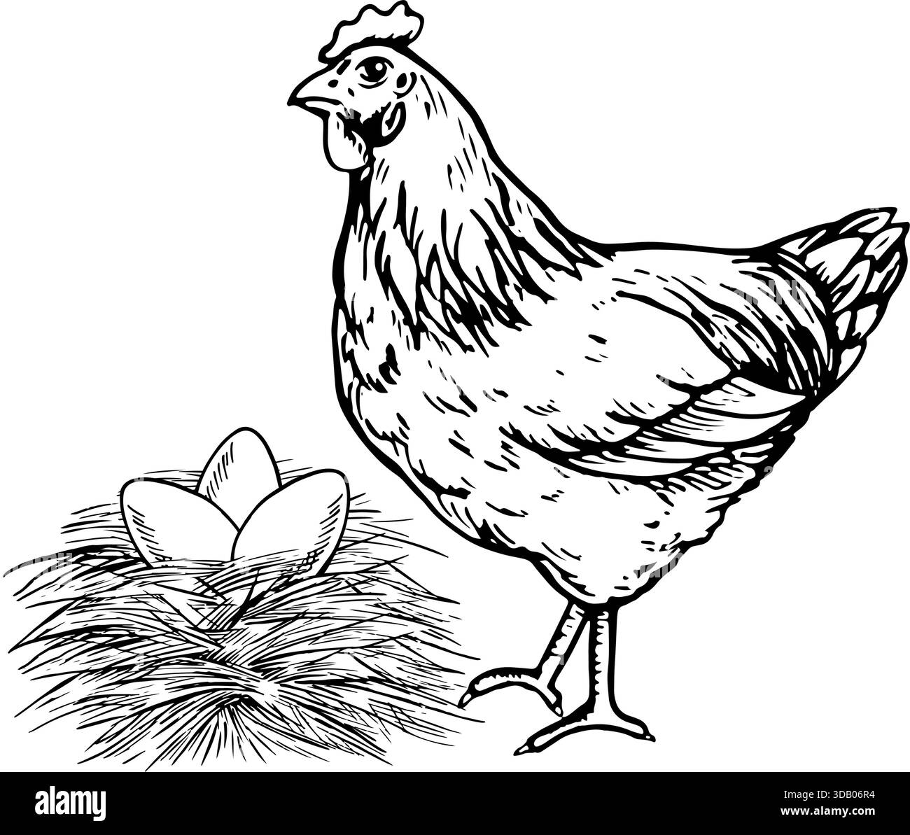 Chicken eggs nest hatching Black and White Stock Photos & Images - Alamy