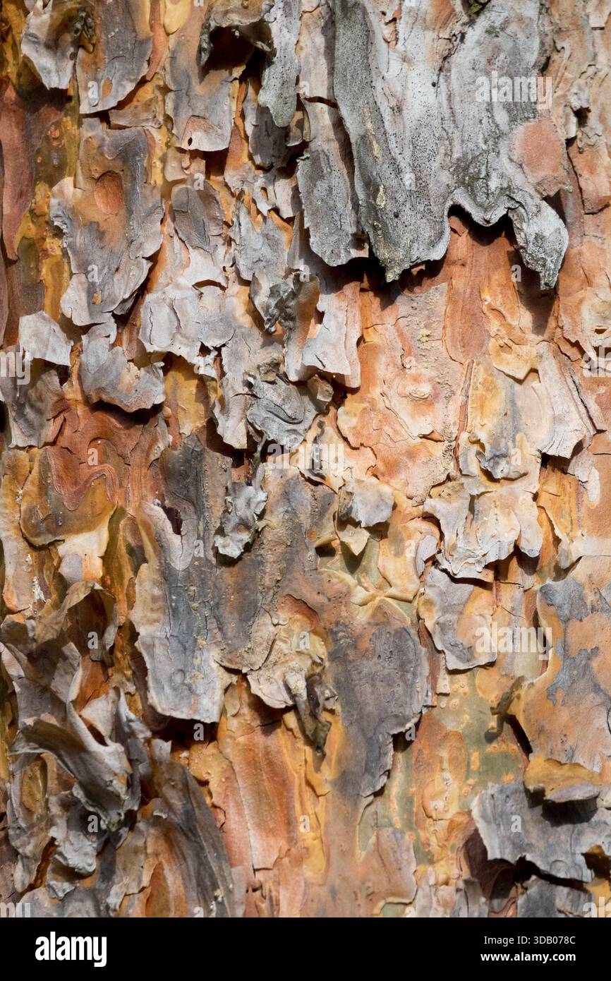 Peeling bark Scots Pine Stock Photo