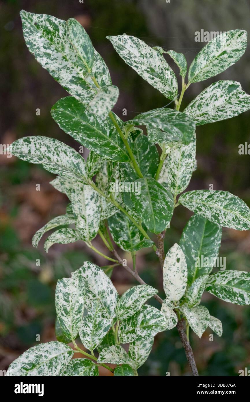 Mottled leaves hi-res stock photography and images - Alamy