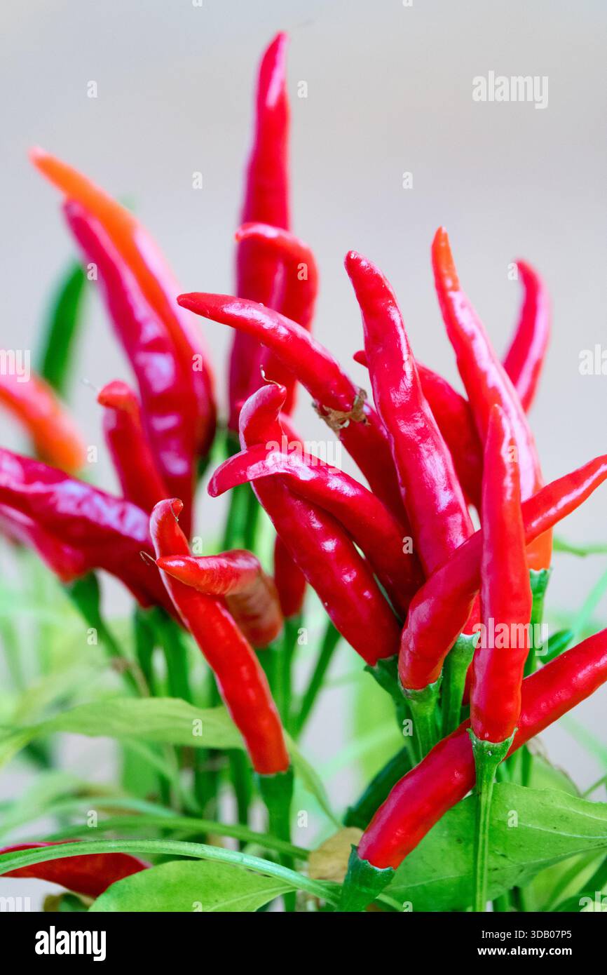 Ripe red Poinsettia chili peppers, Capsicum annuum 'Poinsettia' on a plant, close-up Stock Photo