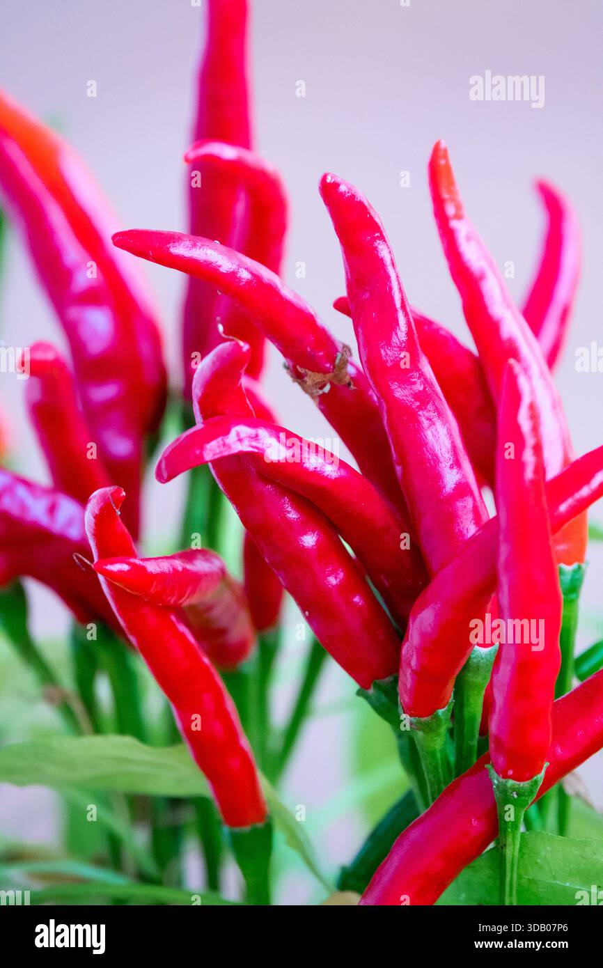 Ripe red chili peppers, Capsicum annuum 'Thai Dragon' on a plant, close-up view Stock Photo