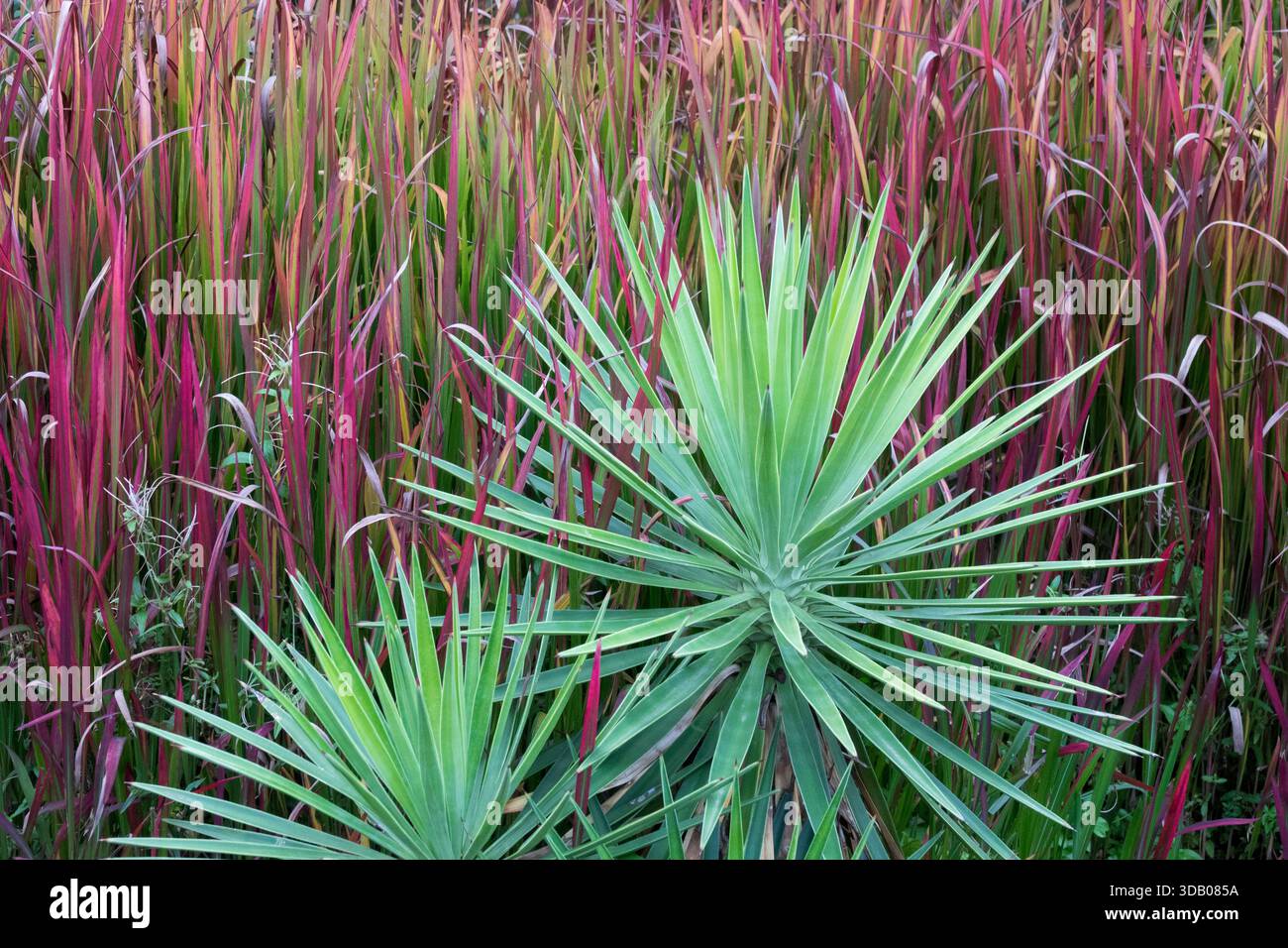 Yucca gloriosa hi-res stock photography and images - Alamy