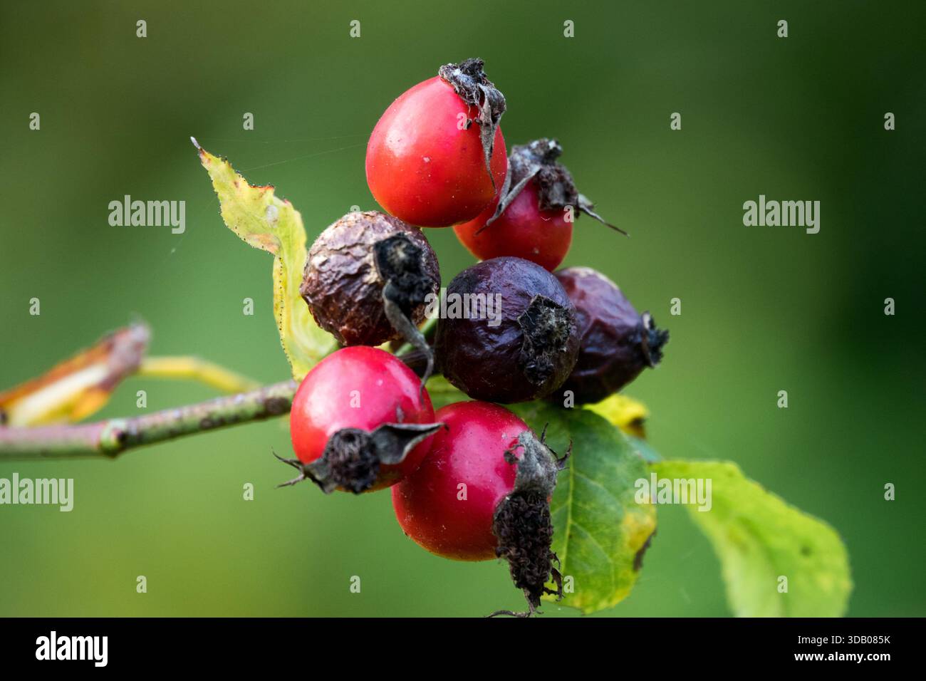 Rose Hips Autumn Stock Photo