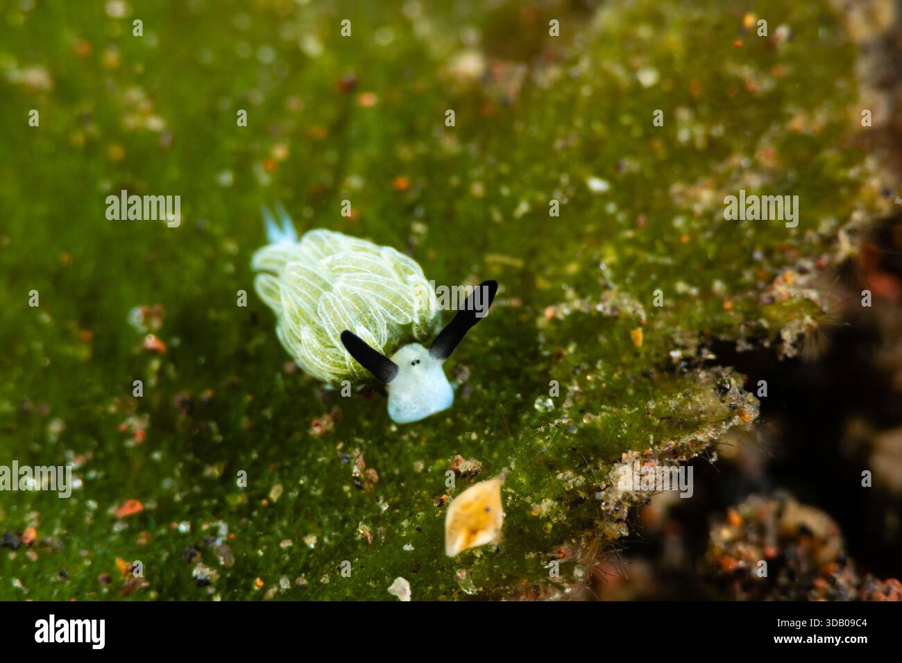 Nudibranch, rabbit costasiella, sea sheep, Costasiella usagi, on top of ...