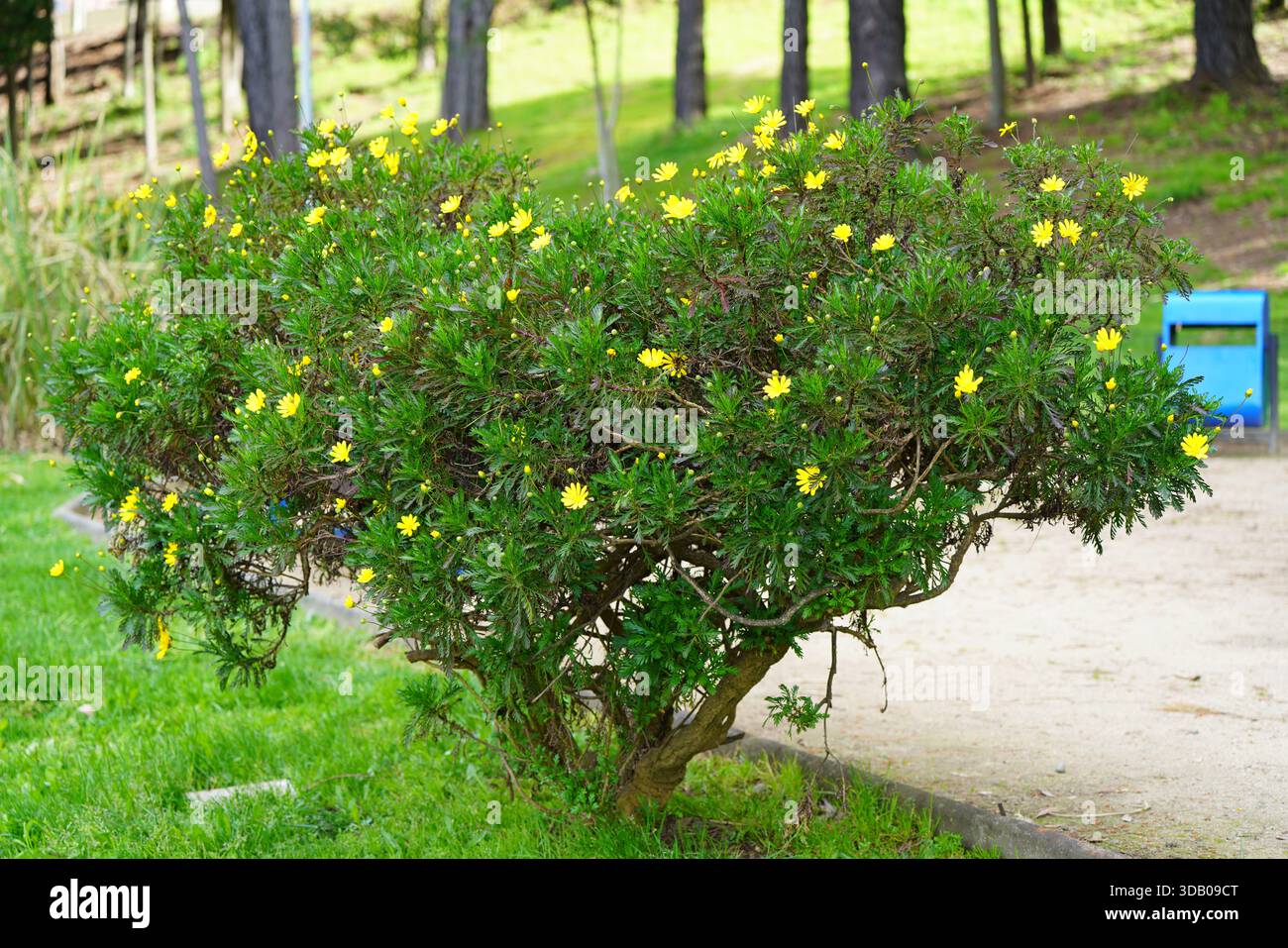 Planta de pavo hi-res stock photography and images - Alamy