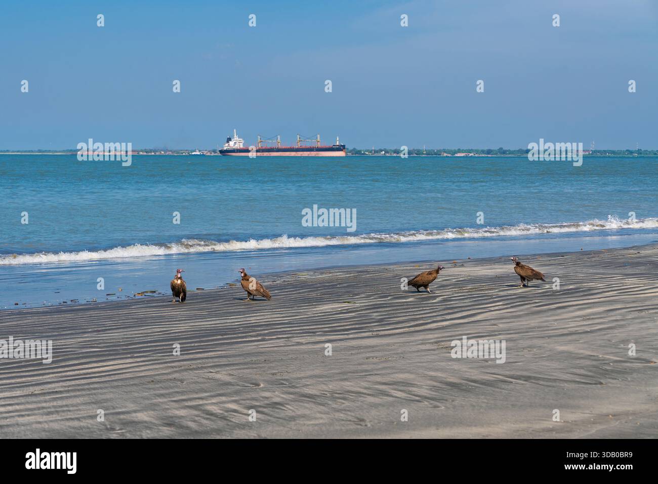 Banjul, Gambia. Four large brown vulture birds stand on the damp beach sand in front of the Atlantic Ocean and a distant cargo ship Stock Photo