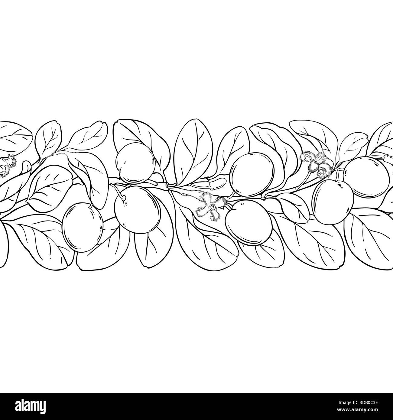 Ximenia Outline Horizontal Seamless Pattern. Stock Vector