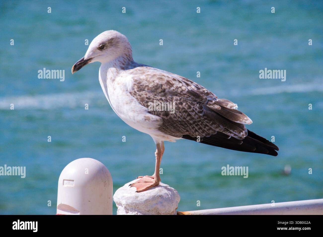 The gull is a ubiquitous seabird belonging to the Laridae family. It is ...